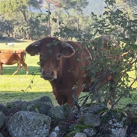 La Pinara *